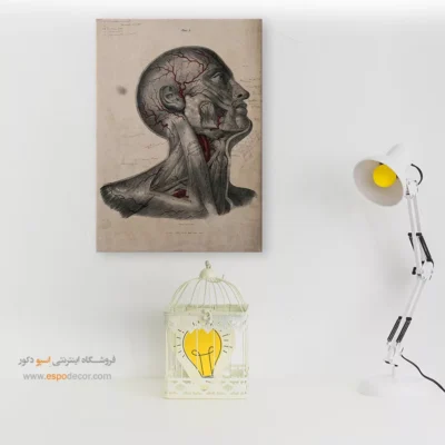 تابلو آناتومی - اسپو دکور