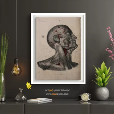 تابلو آناتومی - اسپو دکور
