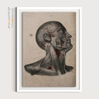 تابلو آناتومی - اسپو دکور