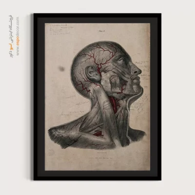 تابلو آناتومی - اسپو دکور