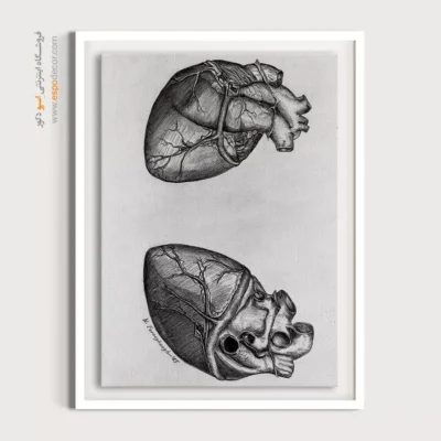 تابلو آناتومی - اسپو دکور