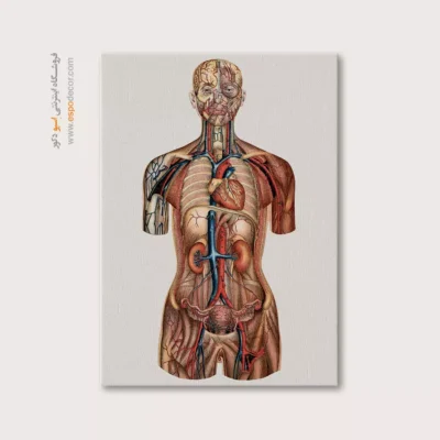 تابلو آناتومی - اسپو دکور