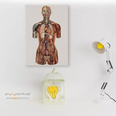 تابلو آناتومی - اسپو دکور