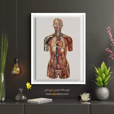 تابلو آناتومی - اسپو دکور