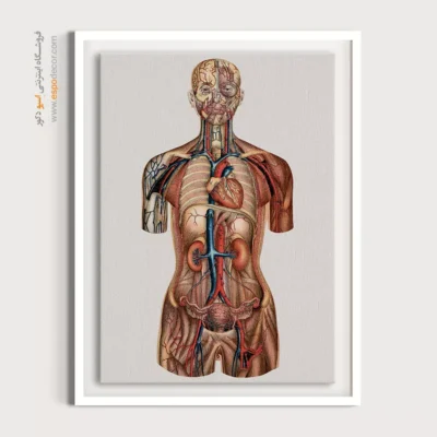 تابلو آناتومی - اسپو دکور