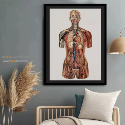 تابلو آناتومی - اسپو دکور