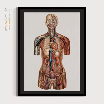 تابلو آناتومی - اسپو دکور