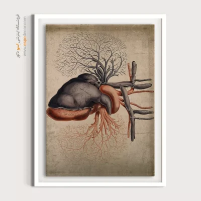 تابلو آناتومی - اسپو دکور