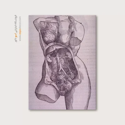 تابلو آناتومی - اسپو دکور