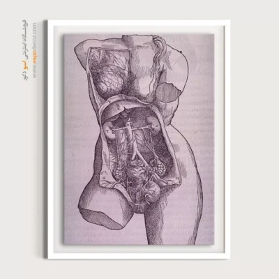 تابلو آناتومی - اسپو دکور