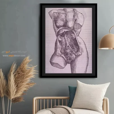 تابلو آناتومی - اسپو دکور