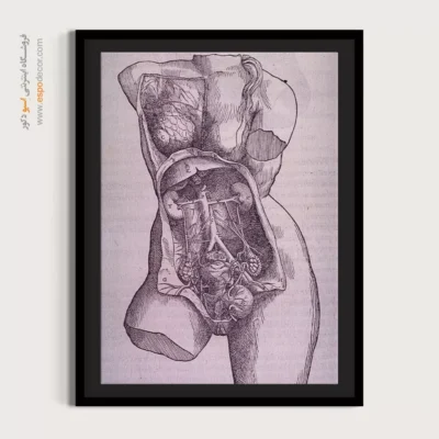 تابلو آناتومی - اسپو دکور
