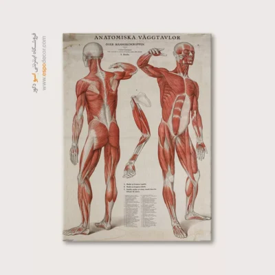 تابلو آناتومی - اسپو دکور