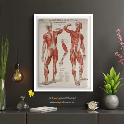 تابلو آناتومی - اسپو دکور
