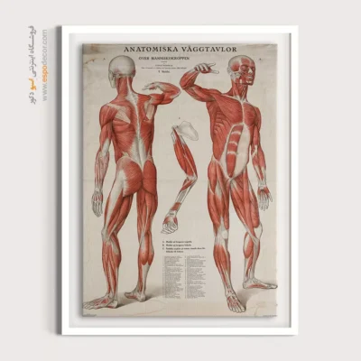 تابلو آناتومی - اسپو دکور