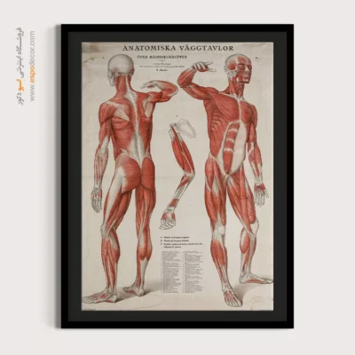 تابلو آناتومی - اسپو دکور