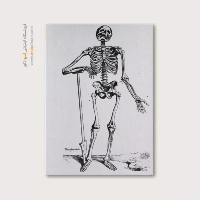 تابلو آناتومی - اسپو دکور