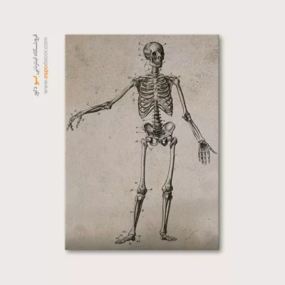 تابلو آناتومی - اسپو دکور
