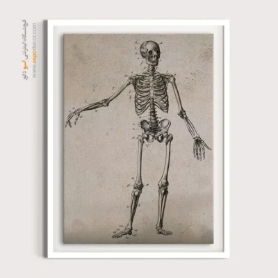 تابلو آناتومی - اسپو دکور