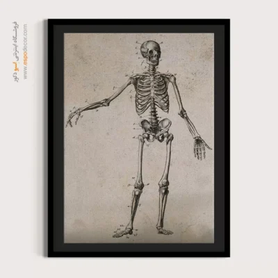 تابلو آناتومی - اسپو دکور