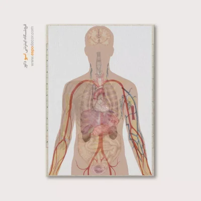 تابلو آناتومی - اسپو دکور