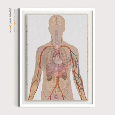 تابلو آناتومی - اسپو دکور