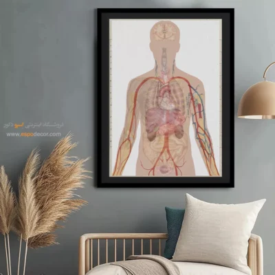 تابلو آناتومی - اسپو دکور