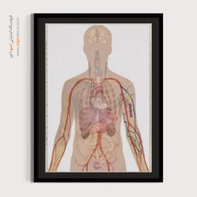 تابلو آناتومی - اسپو دکور
