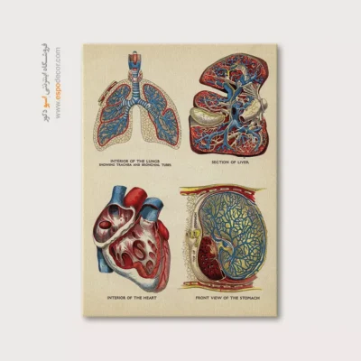 تابلو آناتومی - اسپو دکور