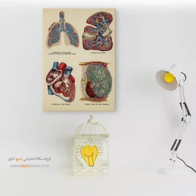 تابلو آناتومی - اسپو دکور