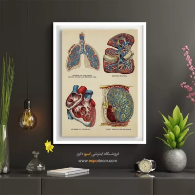 تابلو آناتومی - اسپو دکور