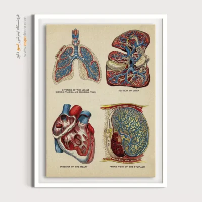 تابلو آناتومی - اسپو دکور