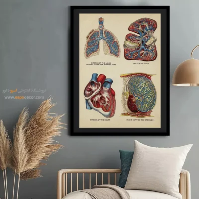 تابلو آناتومی - اسپو دکور