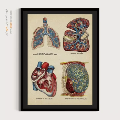 تابلو آناتومی - اسپو دکور