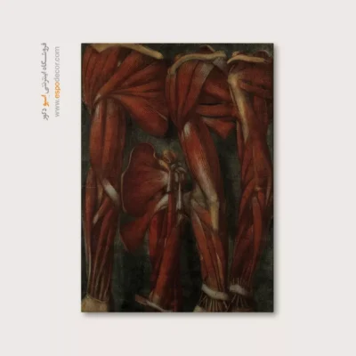 تابلو آناتومی - اسپو دکور