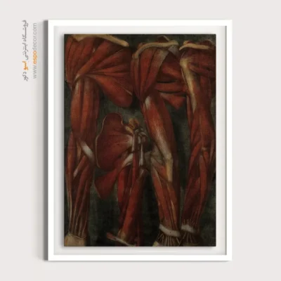 تابلو آناتومی - اسپو دکور