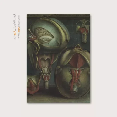 تابلو آناتومی - اسپو دکور