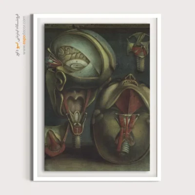 تابلو آناتومی - اسپو دکور