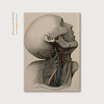 تابلو آناتومی - اسپو دکور