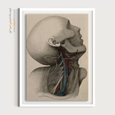 تابلو آناتومی - اسپو دکور