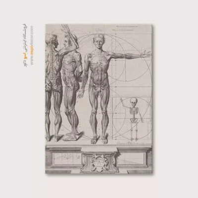 تابلو آناتومی - اسپو دکور