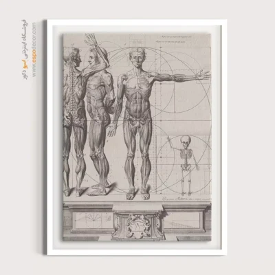 تابلو آناتومی - اسپو دکور