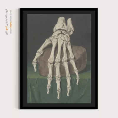 تابلو آناتومی - اسپو دکور