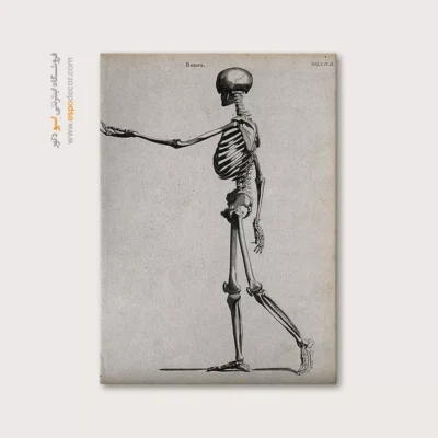 تابلو آناتومی - اسپو دکور