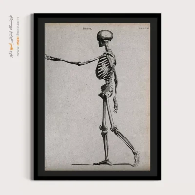 تابلو آناتومی - اسپو دکور