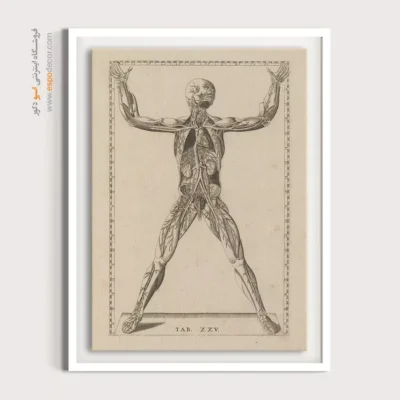 تابلو آناتومی - اسپو دکور