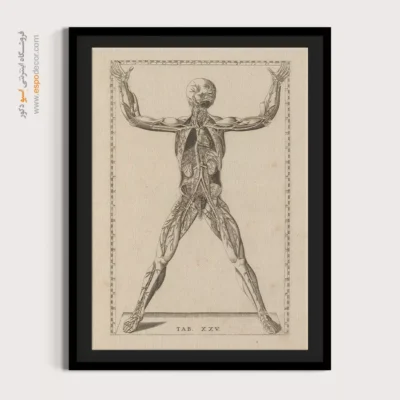 تابلو آناتومی - اسپو دکور