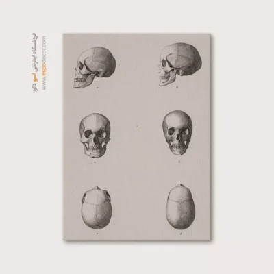 تابلو آناتومی - اسپو دکور