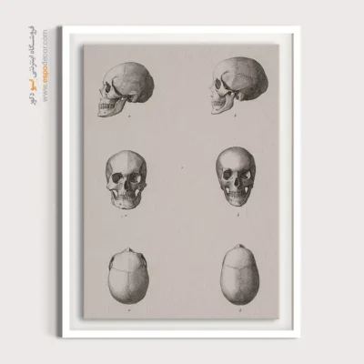 تابلو آناتومی - اسپو دکور