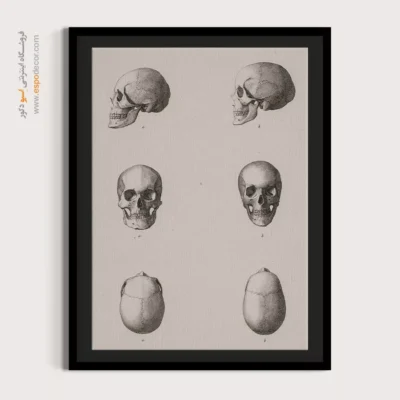 تابلو آناتومی - اسپو دکور